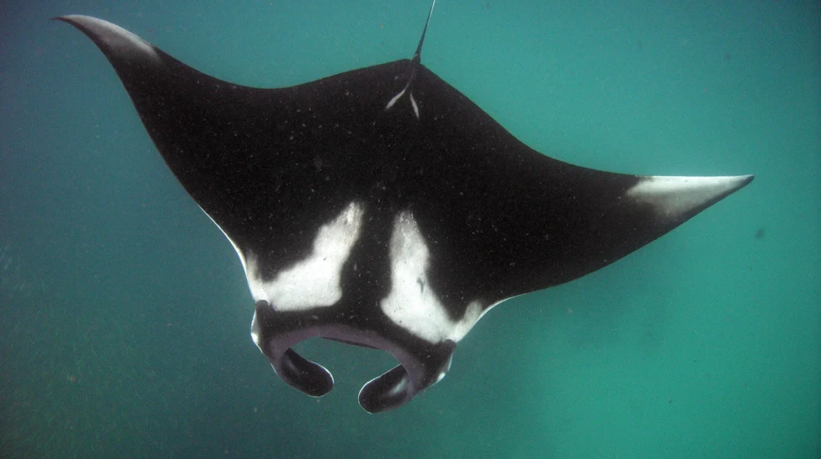 The Journey to My Dream